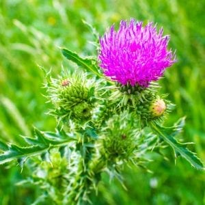 NOW Silymarin Milk Thistle Extract 150 мг 60 капсули | BgBeast.com